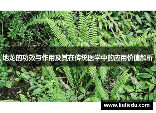 地龙的功效与作用及其在传统医学中的应用价值解析