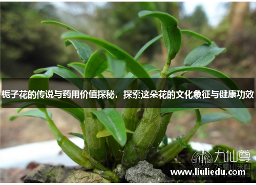 栀子花的传说与药用价值探秘，探索这朵花的文化象征与健康功效